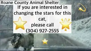 Cat with a very special purr...*This cat has been adopted!*