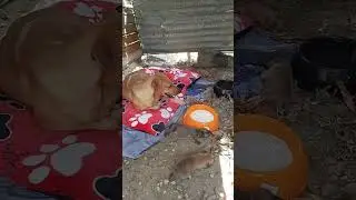 Amigos la Rescatamos 🙏  toca ayudar Al 1000% tenian 18 bocas a mi cargo ahora son 24 🤯 #dogs