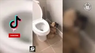 Guilty Dogs Reaction Compilation