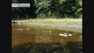 UKC Coonhound Water Race