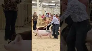 How to win hog showmanship! #showpigs #pigs #hog