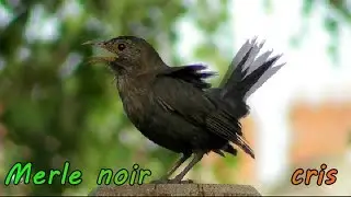 Merle noir femelle qui crie avec un ver dans le bec.