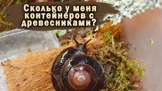 WHAT'S THE BEST PLANT FOR KEEPING TREE SNAILS? | COCONUT MULCHAGRAM