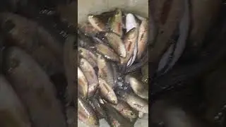 #ជួយសង្គ្រោះជីវិតត្រី