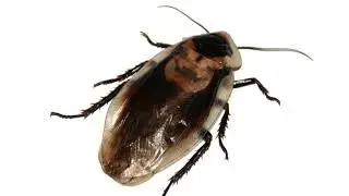 Idaho Pest Damage Control Service - Get Lost Pest Control in Caldwell