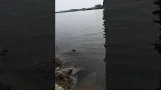 Gold Tilapia fish 🐟 #trending #subscribe #reels #funny #fish #fishing #shorts #short #shortvideo