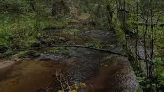 Peaceful Forest River Sounds