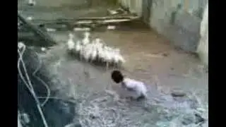 funny sheep wearing a mask