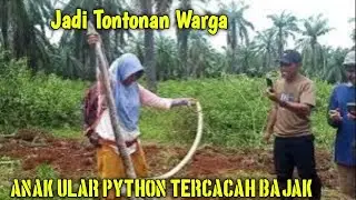 Sarang Ular Python terkena Bajak 