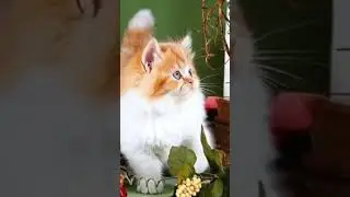 Mischievous Pussy cat playing #mischievous #cat #kitten #play #funny #viral #shorts #asmr #video #ai