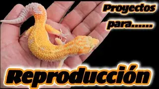 GECKOS LEOPARDO | Proyectos de Reproducción | Último Envío del Año | Preparando todo | ANIMALIA 2023