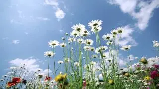 Ilya Malyuev - Sunshine Flowers