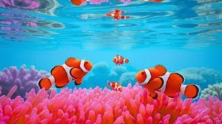 The Best 4K Aquarium 🐠 Discover Stunning Jellyfish,Vibrant Coral Reefs & Exotic Ocean Life