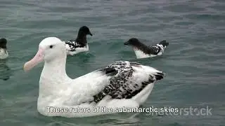 Whale Bone Wonderland: New Zealand's Unique Subantarctic Islands