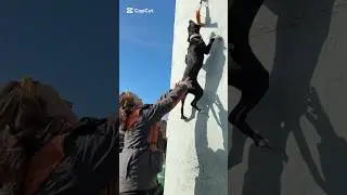 pitbull puppy learning how to wall climb