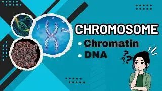 Chromosomes Explained | Types, Autosomes vs Sex Chromosomes, Karyogram & Telomeres (Biology)