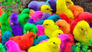 Heart-Melting Animal Compilation Ducks, Bunnies & Curious Chickens