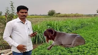 Indrayani Goat Farm Green Fodder Management Part 1 | IA Creation