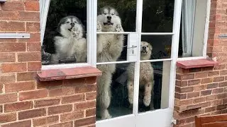 Giant Dogs Nearly Break Window So Excited To See Mom And Dad! (Cutest Ever!!)