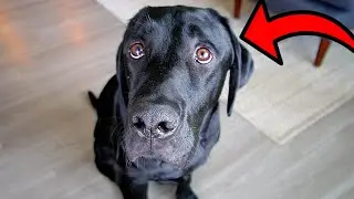 Testing My Labradors Agility!!