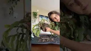A Thanksgiving cactus needs my help! #planthelp #plantrescue #houseplanttips