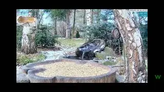 Gość 🐶@WildlifePulse Leśny Zakątek 06.01.2026