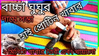 Baby Bird's Food। ঘুঘু পাখির বাচ্চার হাই প্রোটিন খাবার। সস্তায়। সহজেই তৈরী করুন পাখির হ্যান্ড ফিড।