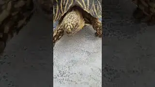 tortoise #eating #for #food 🌵🐢  #eating #cucumber 🥒