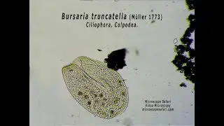 Bursaria truncatella