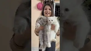 Persian Cats Sell in Kolkata. #pets #kittens #shorts