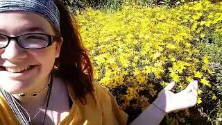 AN AFTERNOON IN OREGON GARDEN 🌻💛