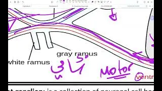 علم التشريح لكلية الطب/ المرحلة الاولى/ الجهاز العصبي الجزء الثاني Tne Nervous System