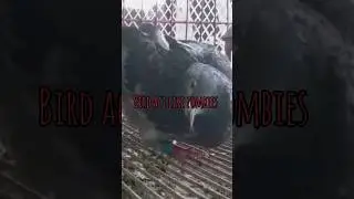 Birds act like zombie #birds #zombie #kazakhstan #shortsfeed