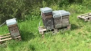 Bienenstand mit MiniPlus und Selektionskisten 2022