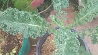 อัพเดทสวนผักน้อยๆตะมุ๊ตะมิ๊#ปลูกไว้กิน#frontgarden