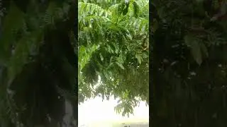tropical rain falls softly #tropicalrain #peacefulwaves #rain #rainforest