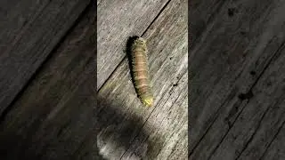 Imperial Moth Caterpillar! This ugly cat will be a big, gorgeous moth. #Saturniidae #imperialmoth