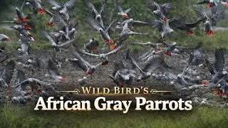 African Grey Parrots (Wild Birds) || বন্য পাখি আফ্রিকান গ্রে প্যারোটস। 