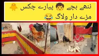 Kids Animal Vlog | Cute Chicks, Mixed Animals & Funny Moments February 1, 2026