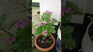 beautiful noyon Tara flowers 🌺🌹🌺#vrialshort #jiskeaanesemukammalhogayithizindagisong