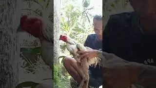 Mandi Jemur Biar Ayam sehat #Shorts #RwatHarian
