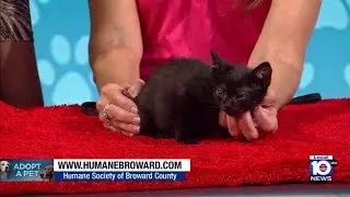 Humane Society of Broward seeks furever home for Tuesday, other furry friends