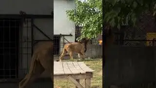 King Open The Door#lion #king #youtubeshorts #Usama's Tigers