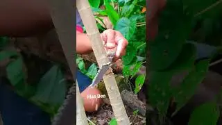 How to Bend a Branch Without Breaking It! 🌳✨