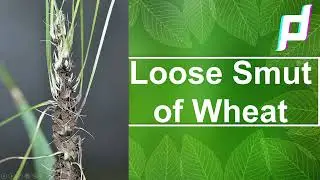 loose sumt of wheat | Ustilago nuda tritici | Ustilago tritici | How to Manage Loose smut of Wheat