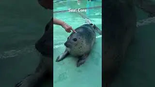 Seal Core. #animalshorts #animals #seal #cute