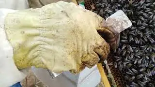 ماذا يعني صعود الملكة الى العاسلة ؟ ونصائح مهمة