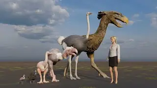 Long Legged Bird size comparison #animation #animals