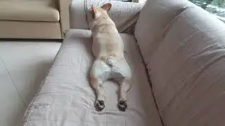 Bobby's Show...(Treat before Trick)