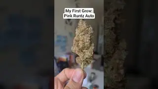 My First Grow: Harvested Pink Runtz Auto